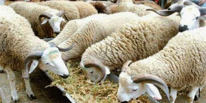 Eid al-Adha Preparation: Abundant Livestock Supply Amid Price Speculations