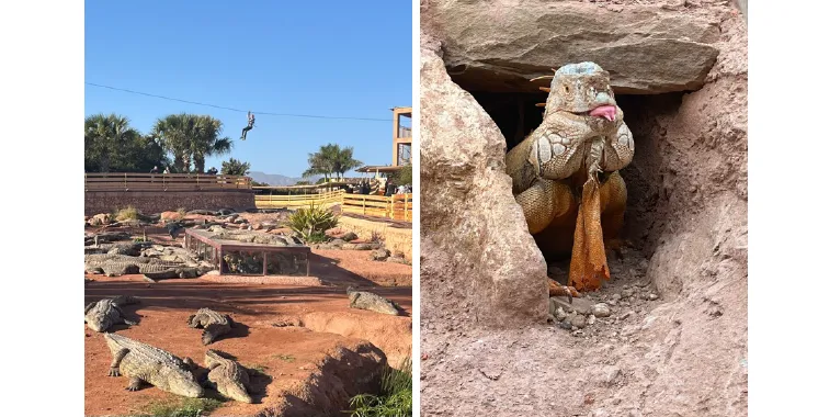 Agadir Set to Host the Global Crocodile Specialists Congress in 2026