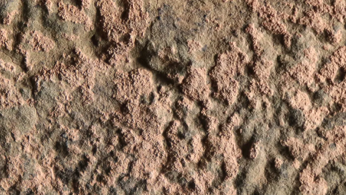 Remarkable Discovery of 180-Million-Year-Old Life Forms in Morocco
