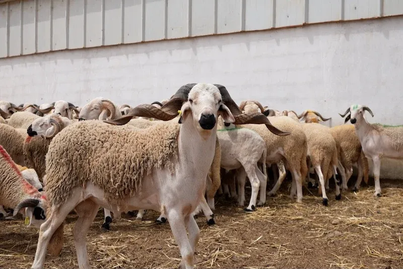 Preparations for Eid al-Adha in Morocco: Are Price Control Measures Adequate?