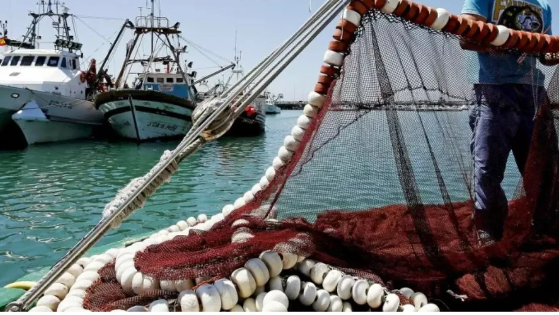 Significant Decline in Morocco's Coastal Fish Catches: A 2026 Overview