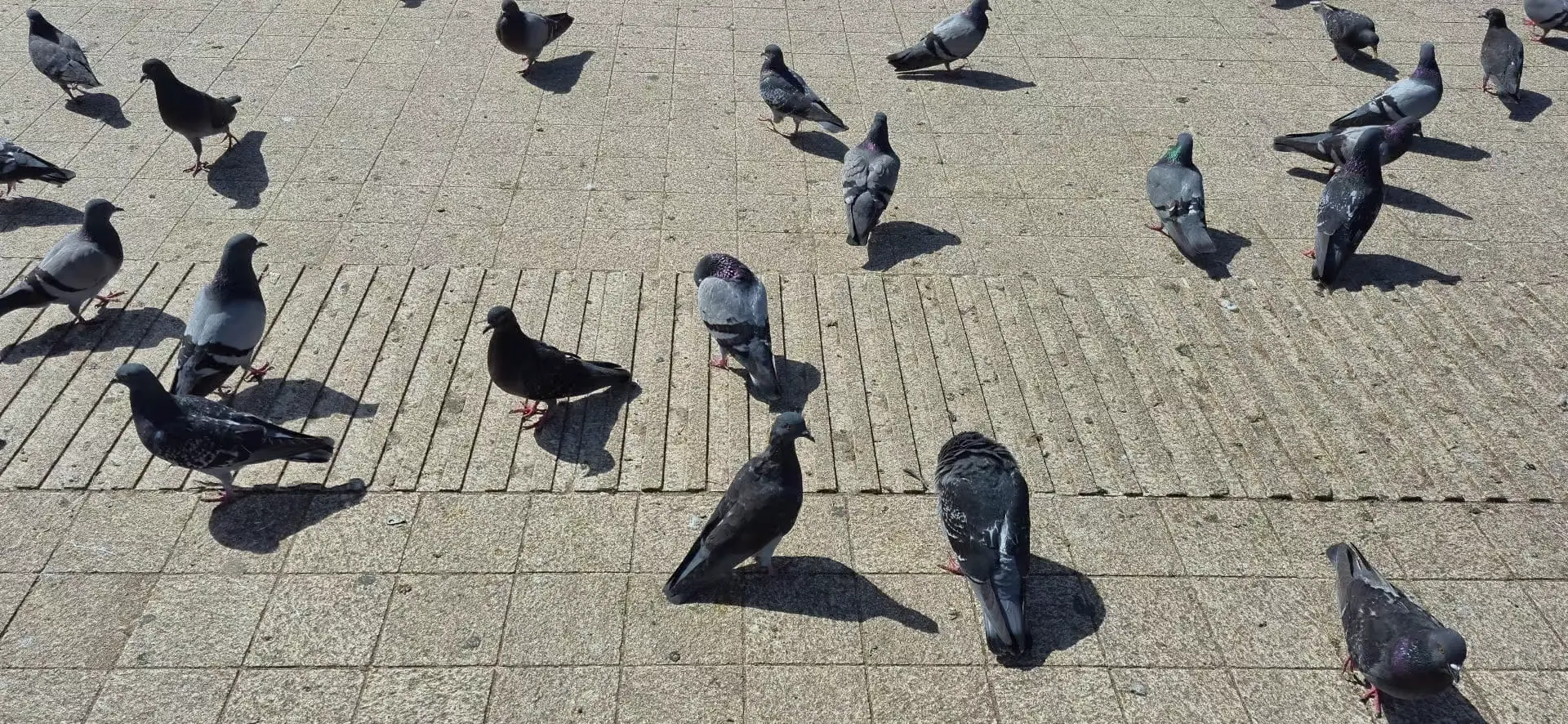 Navigating the Pigeon Dilemma in Casablanca: Urban Balance or Nuisance?