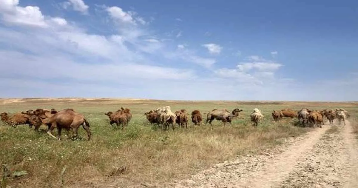 Protests Against Grazing Mafia Expand to Rabat Amid Land Conflicts