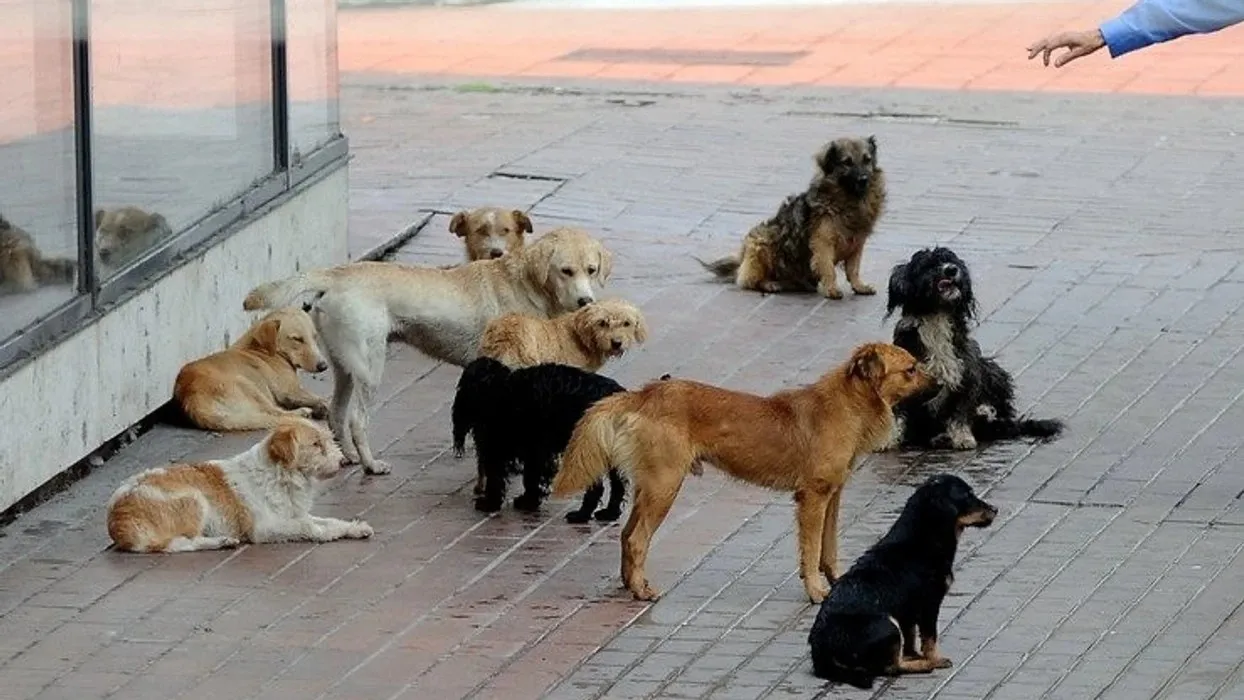 Morocco's Initiative to Combat Stray Dogs: Twenty Shelters Planned with Three Already Open