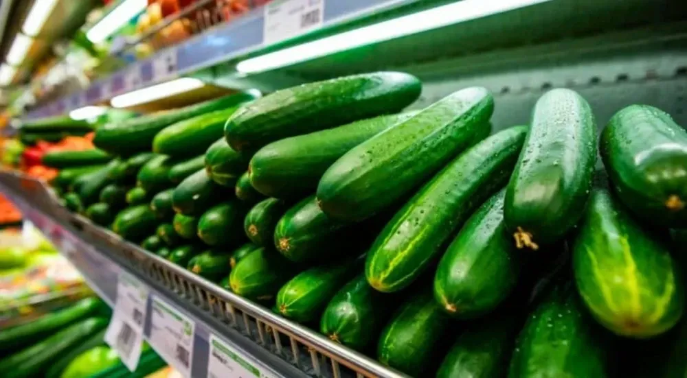 Morocco's Dominance in Spain's Cucumber Imports: A Look at Recent Trends