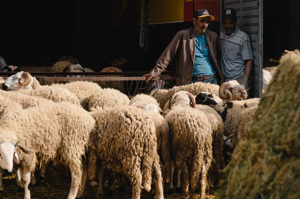 Rising Prices of Sheep Meat in Casablanca: A Market Overview