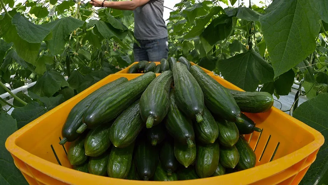 Morocco Emerges as Spain's Leading Cucumber Supplier in 2025