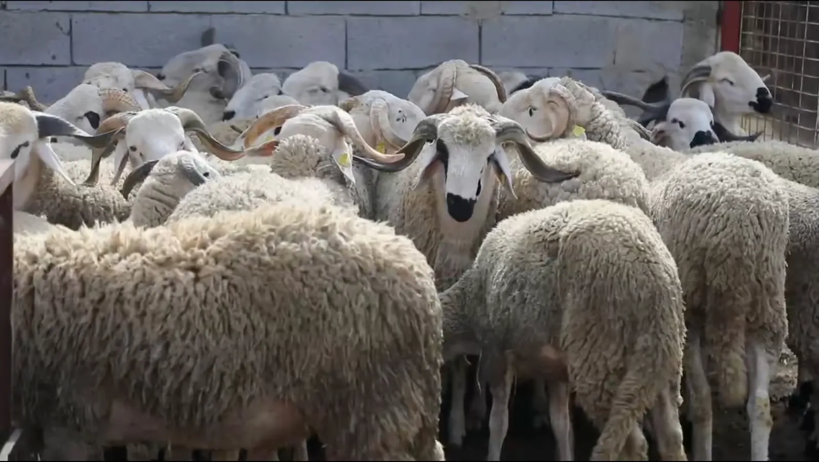 Surge in Sheep Meat Prices in Casablanca: A Deep Dive