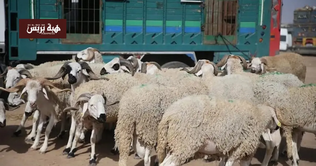 Massive Sheep Theft Sparks Urgent Response in Marrakech Suburbs