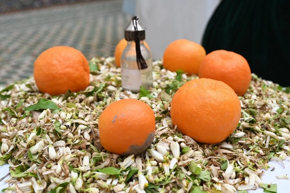 Experience the Essence of Marrakech: A Journey Through the Scent of Bitter Orange