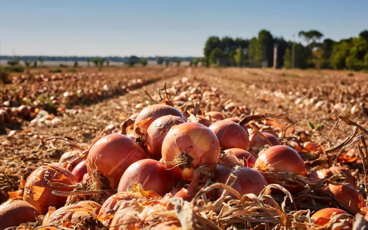 The Rise of Spanish Onions in Morocco: A Price Dilemma for Local Farmers