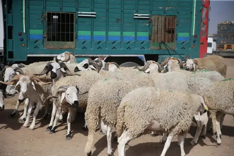 Major Theft of Livestock Shakes Agricultural Community in Morocco