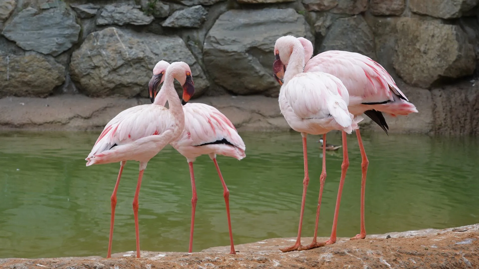 Experience the Largest Immersive Aviary in Morocco at Aïn Sebaâ Zoo