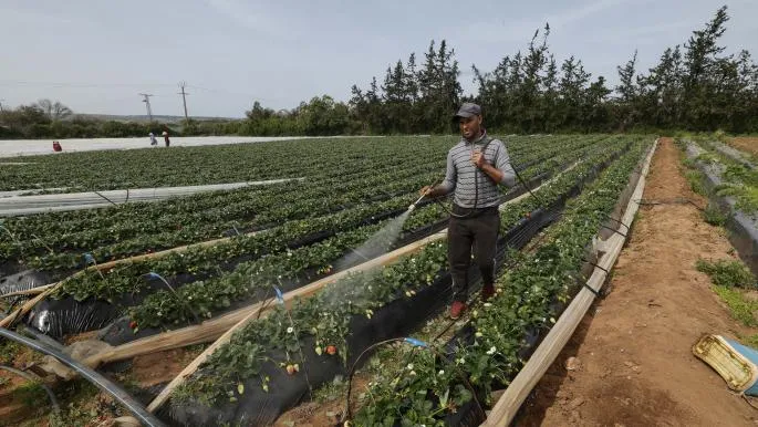 Agricultural Pesticides Intensify Environmental and Health Concerns in Morocco