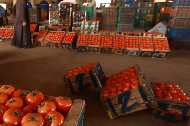 Tomato Prices Soar in Morocco's Markets Amid Calls for Export Regulation