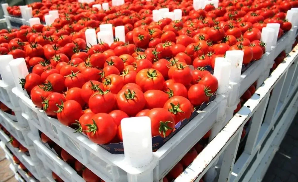 Record Tomato Prices Amid Supply Decline