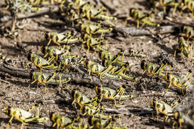 Morocco Intensifies Measures Against Desert Locust Infestation