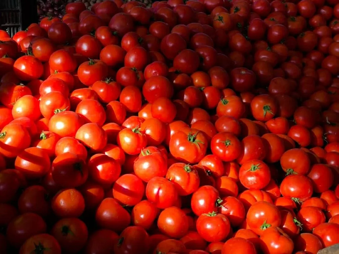 Unprecedented Tomato Price Surge in Morocco Sparks Calls for Export Ban