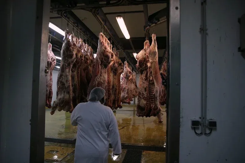 Political Tensions Stall Inquiry into Rising Meat Prices in Morocco