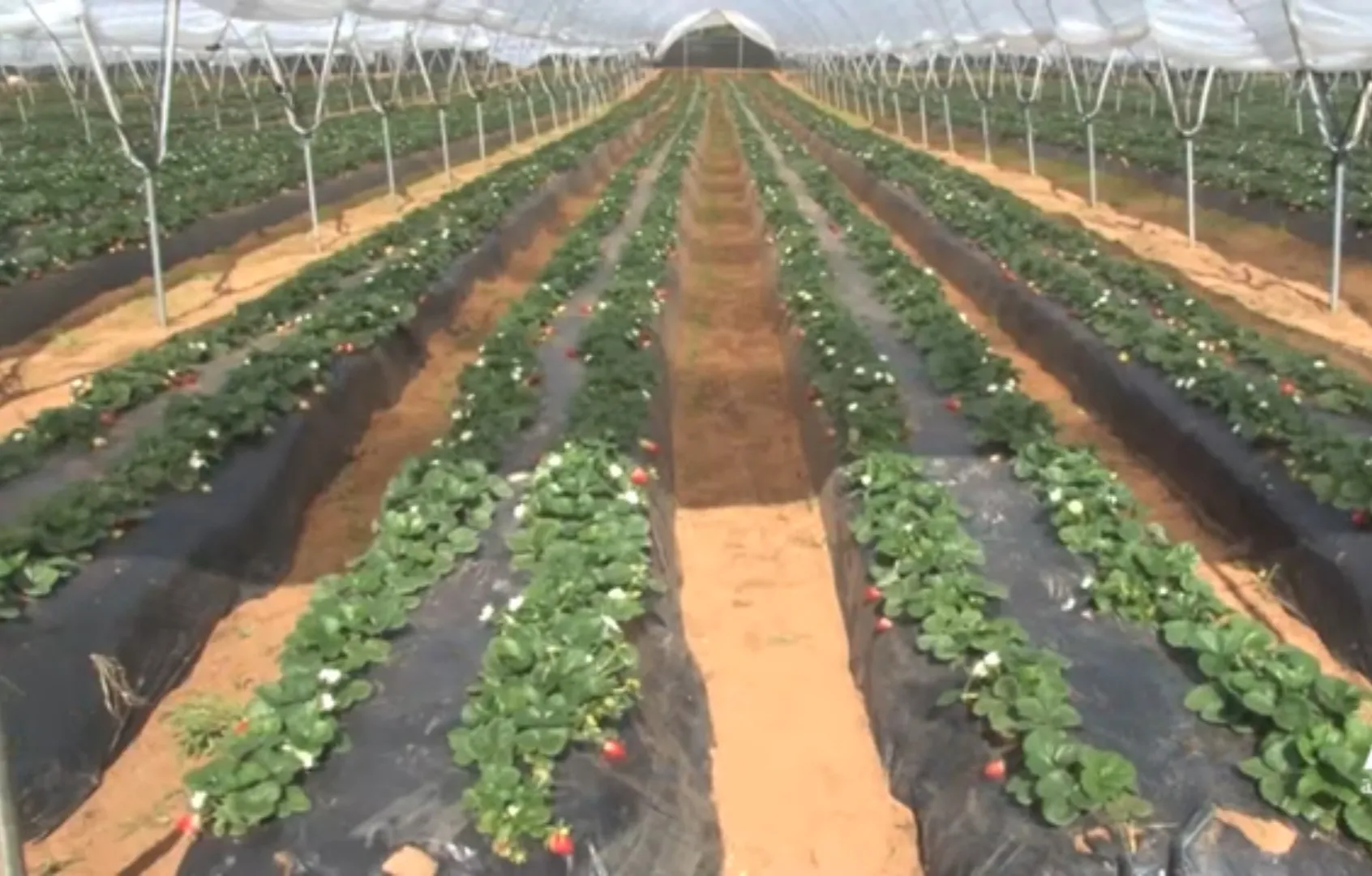Morocco: From Flooding the World with Drugs to Exporting 'Contaminated' Fruits and Vegetables