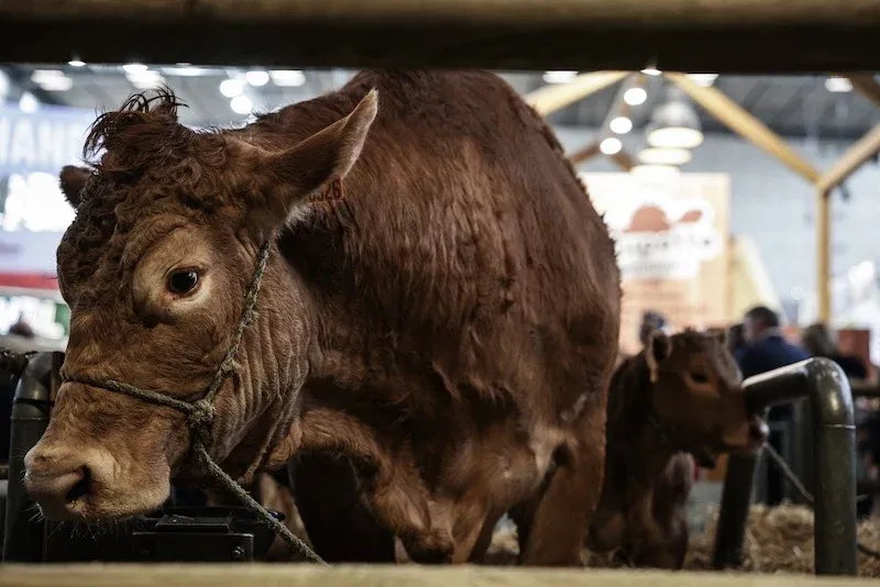 Moroccan Livestock Importers Seek Cattle Amid Rising European Prices