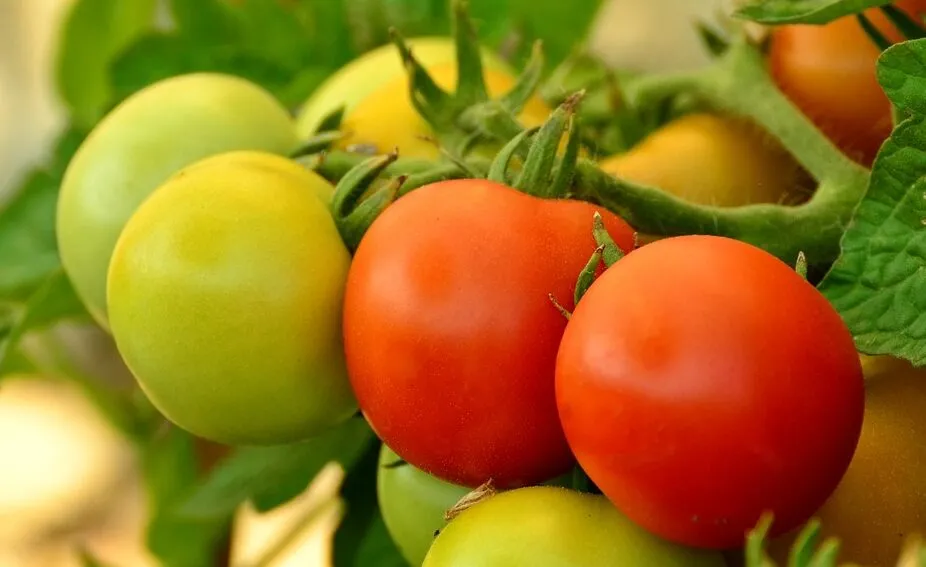 Morocco Selected for USDA's 'Foods for Progress' Program: A Strategic Move for Agricultural Development