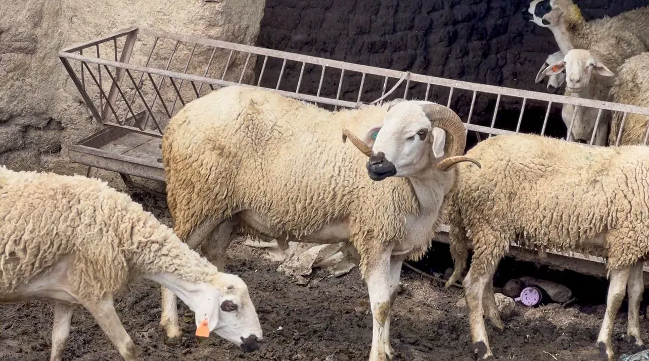 As Eid al-Adha Approaches, Livestock Availability and Price Stability Promises in Fes Region