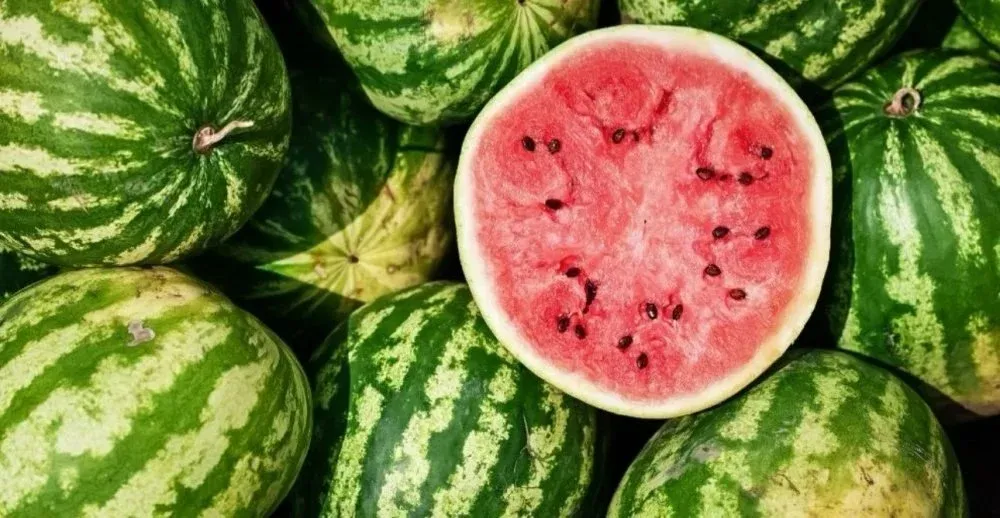 Morocco's Watermelon Season Set for a Booming Comeback