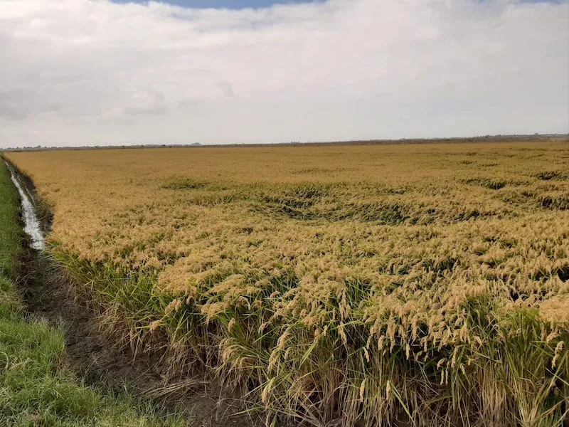 Morocco Launches Safeguard Investigation Amid Surge in Rice Imports