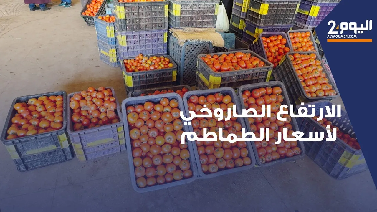 Understanding the Surge in Tomato Prices in Marrakech: Insights from a Wholesaler
