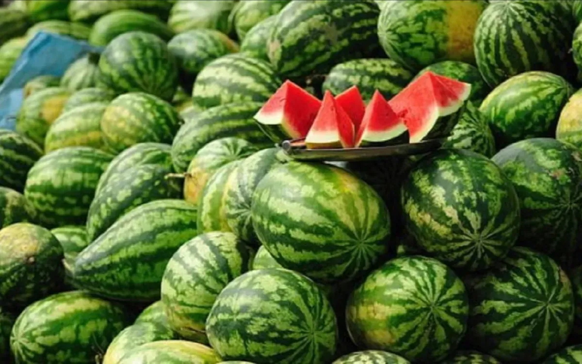 Moroccan Watermelon Prices Halved: An Abundant Summer Awaits