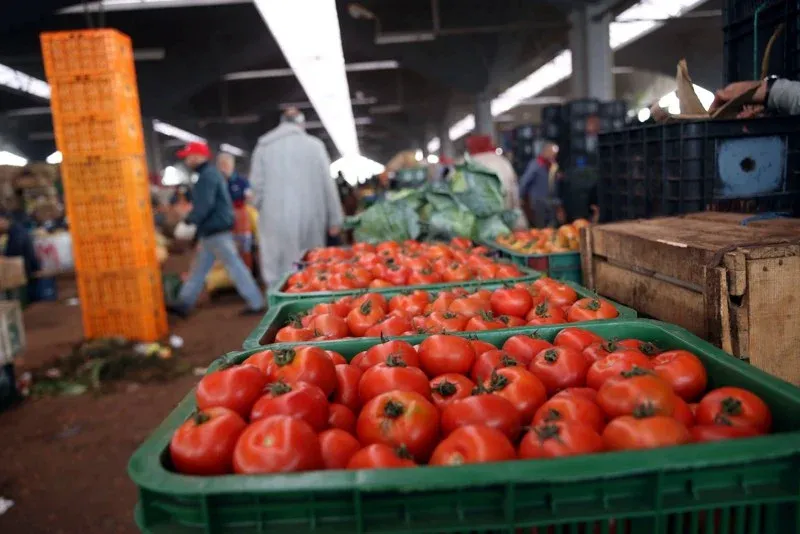 Morocco Halts Tomato Exports to Europe and Africa Amid Soaring Prices