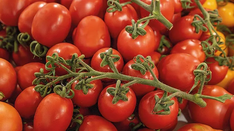The Impact of EU Association Agreement on Spanish Tomato Production