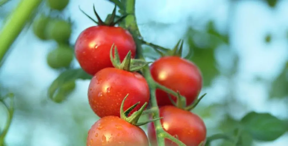 FEPEX Urges European Parliament to Halt Morocco Agreement Amid Tomato Industry Crisis