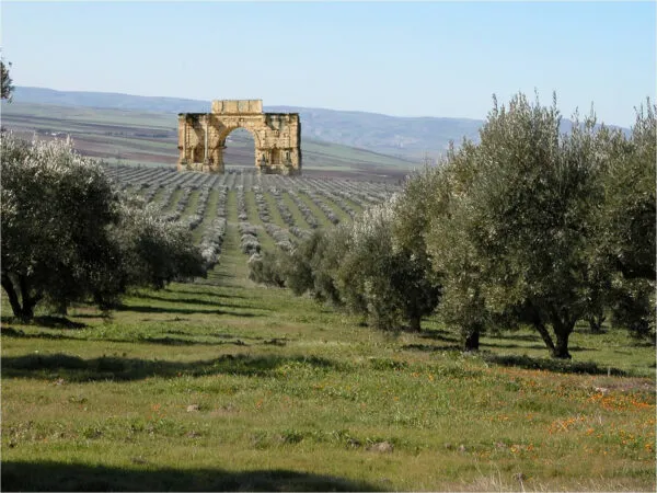 Morocco's Olive Oil Sector Set for a Revival Amid Promising Weather Conditions