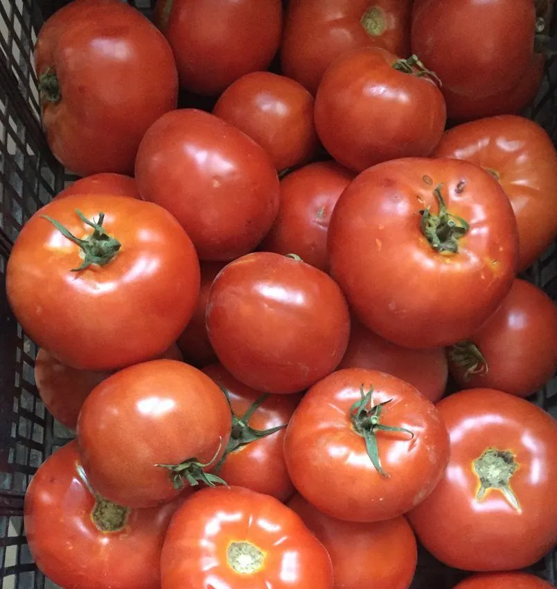 Morocco Halts Tomato Exports to Stabilize Domestic Prices