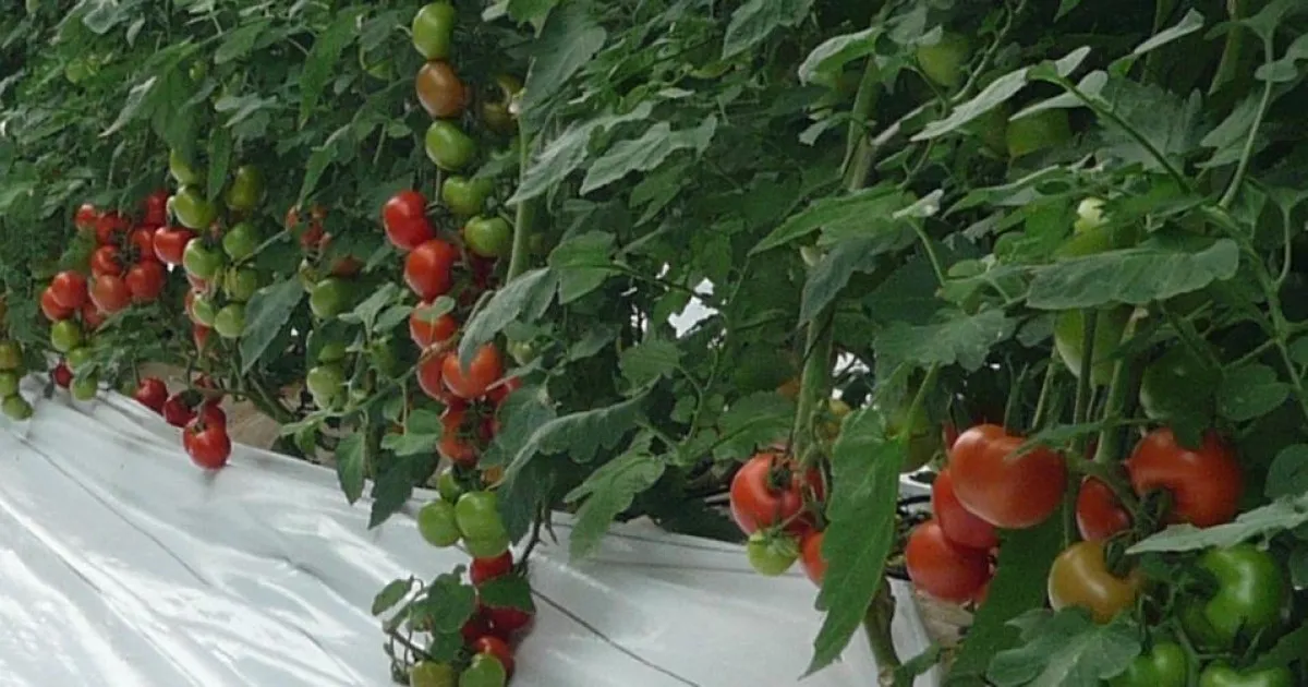 Morocco Takes Action to Regulate Tomato Exports Amid Rising Domestic Prices