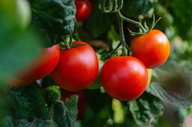 Morocco Suspends Tomato Exports to Africa Amid Rising Domestic Prices