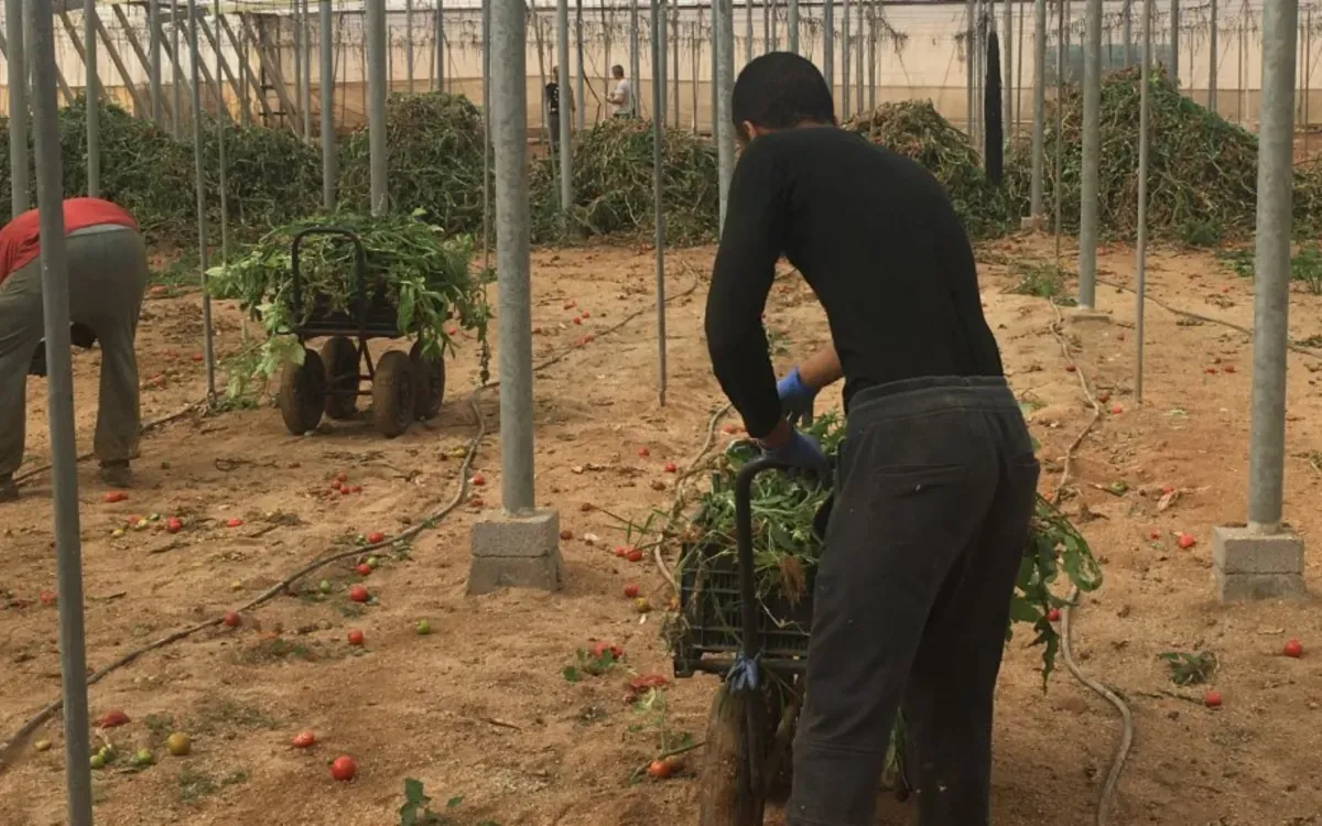 Sub-Saharan Migrants: The Backbone of Moroccan Agriculture