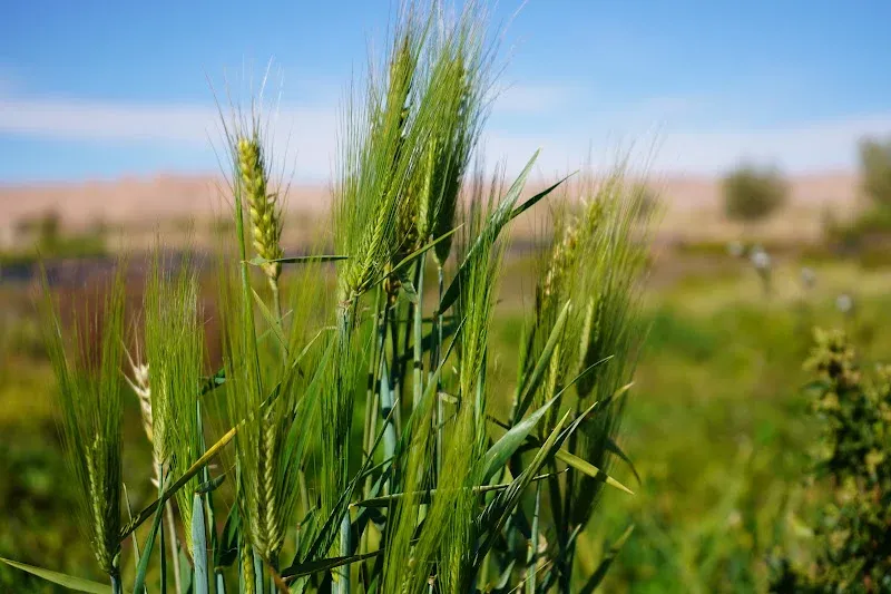 April Showers Promise a Bountiful Harvest Season for Grains Across Morocco