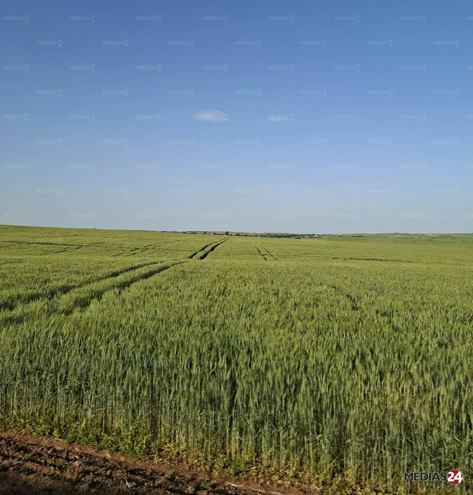 Cereal Production Forecasts for Morocco: Anticipating Growth Amidst Climate Challenges