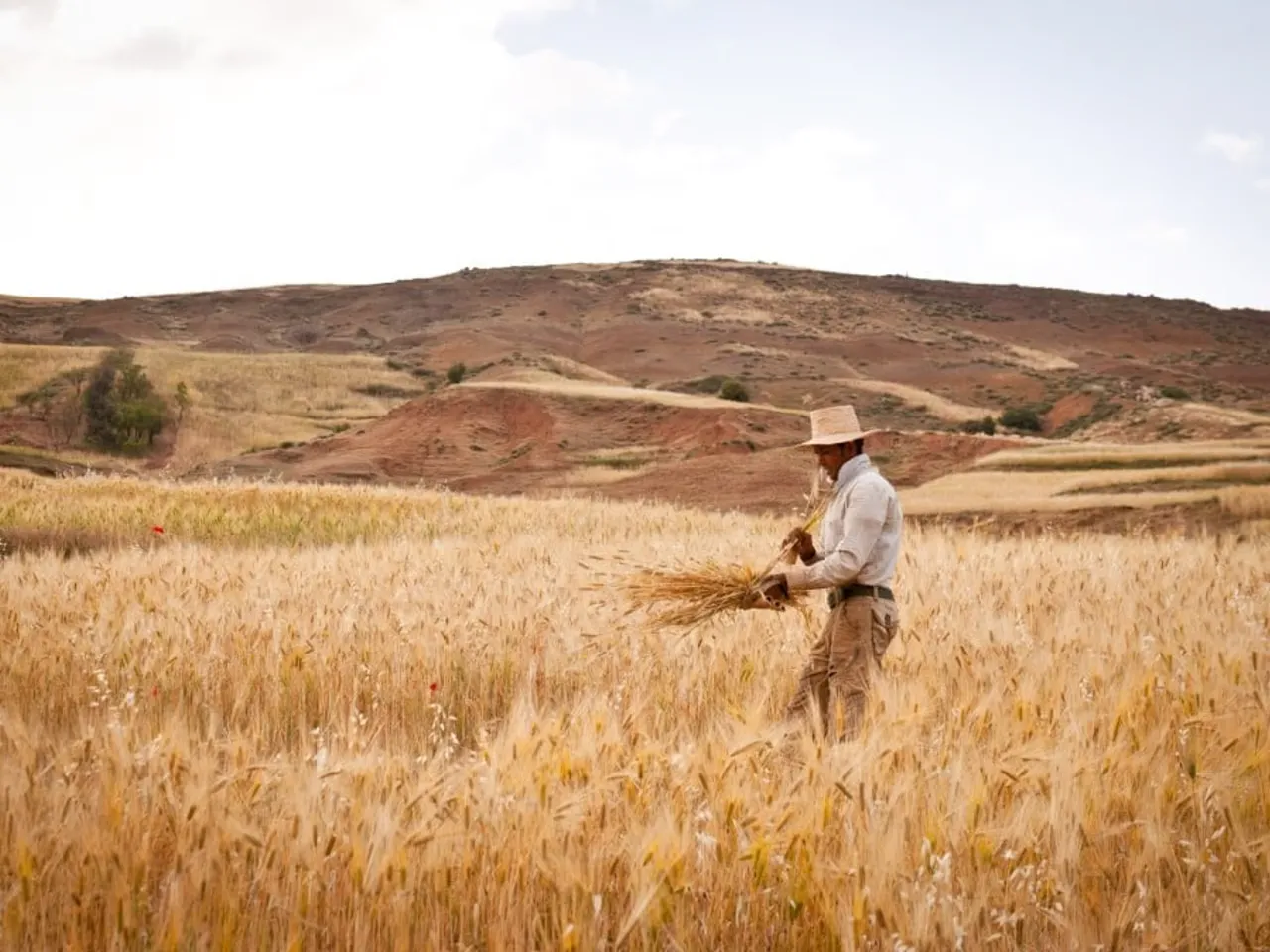 Morocco's Grain Production Set to More Than Double After Winter Rains