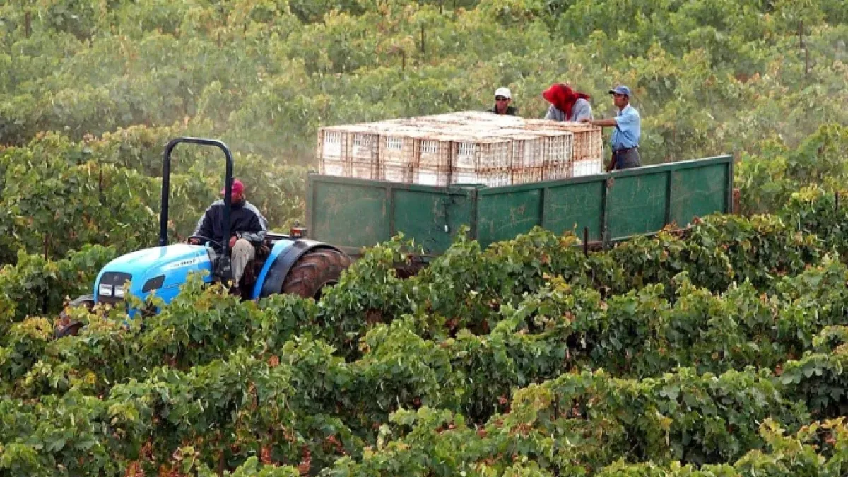 Morocco Anticipates Doubling Cereal Production to 9 Million Tons in 2026