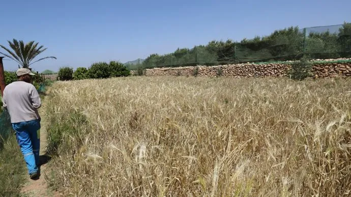 Morocco Set to Double Its Cereal Production by 2026