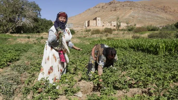 Morocco's Grain Production Grows Amid Expectations of Reduced Imports