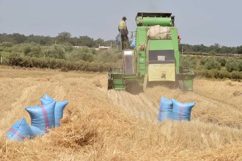 Grain Production Reshapes Morocco's Import Strategy