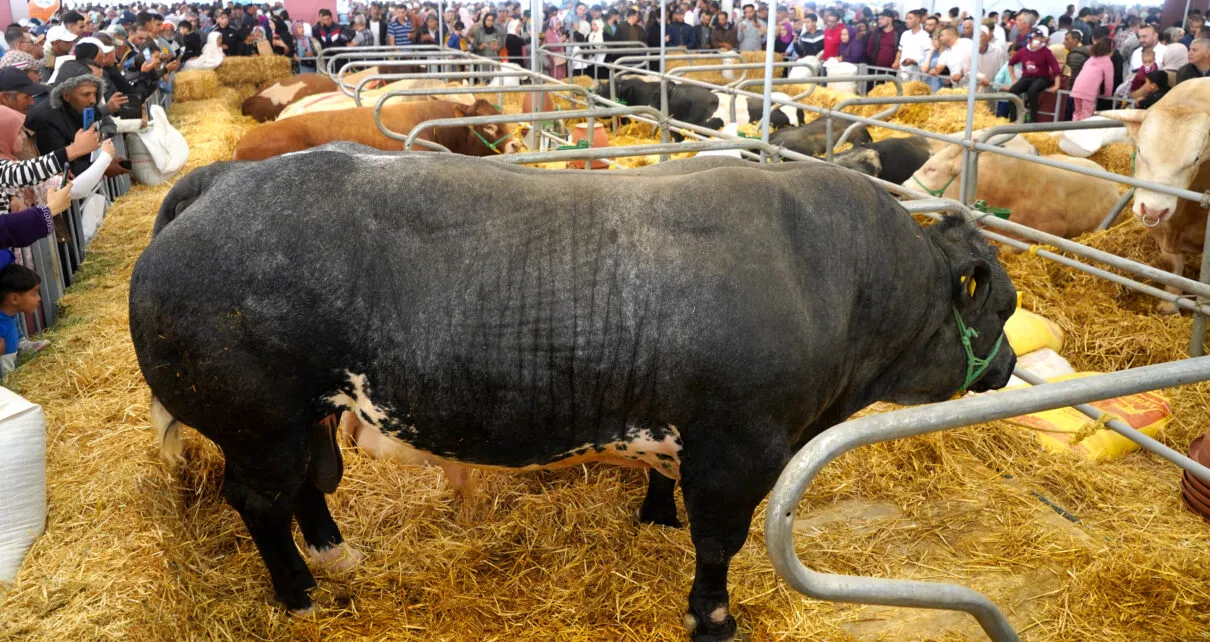 Morocco's Livestock Sector Thrives Amid Improved Rainfall and Economic Growth