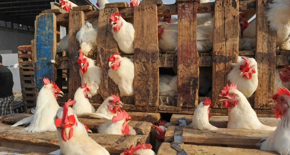 Moroccan Poultry Consumption Soars to 23.6 Kg Per Person Annually