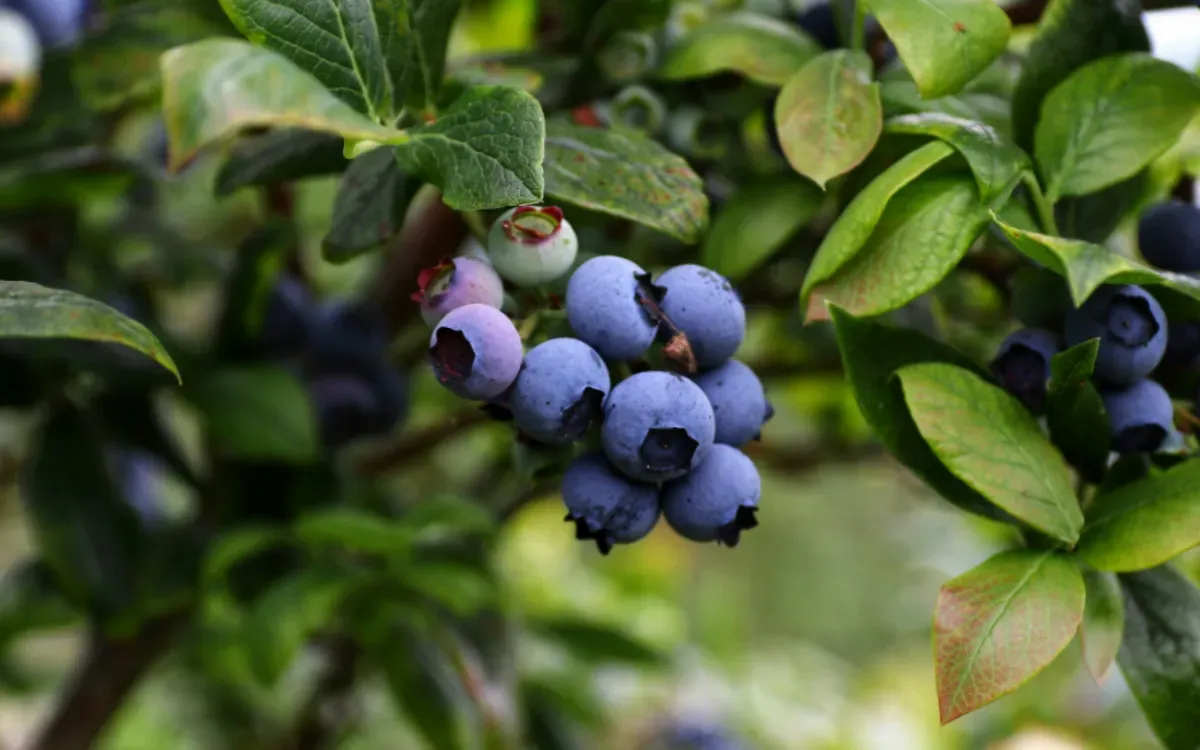 Moroccan Blueberry Harvest Faces Challenges Amidst Weather and Competition