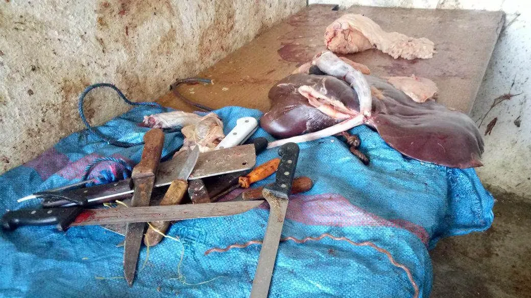 Crackdown on Illegal Sheep Meat Trafficking in Morocco